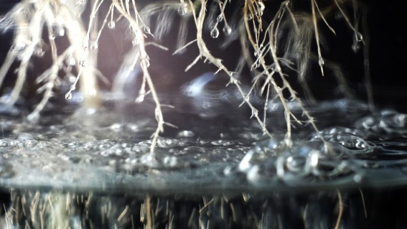 画像2: Voodoo Juice