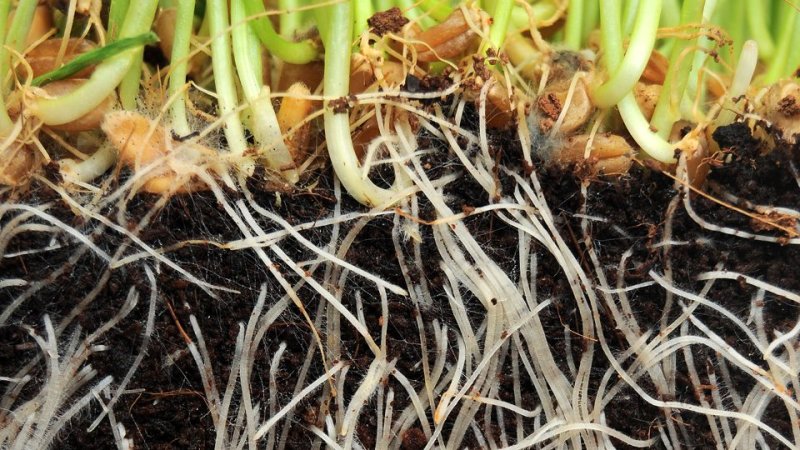 画像3: Voodoo Juice