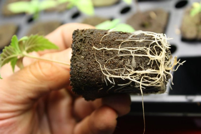 画像3: Rapid Rooter Plugs 50個入り