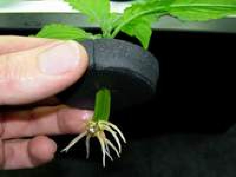 画像2: カラー 2インチ (52ヶ入)