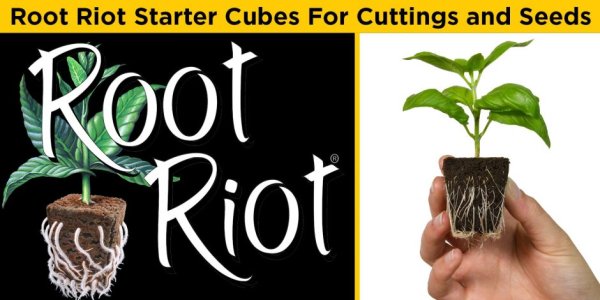 画像1: Root Riot Plugs 100個入り (1)