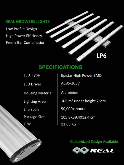画像3: Spider LED LP6